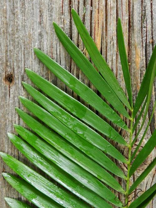 Coontie Fern